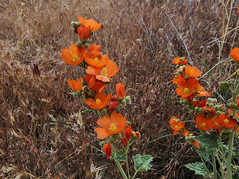Munro's Globemallow photo 7