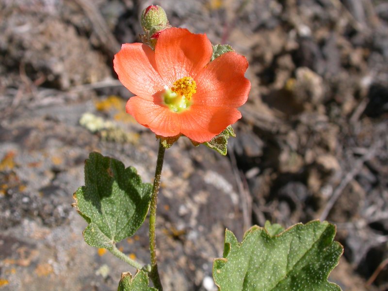 Munro's Globemallow