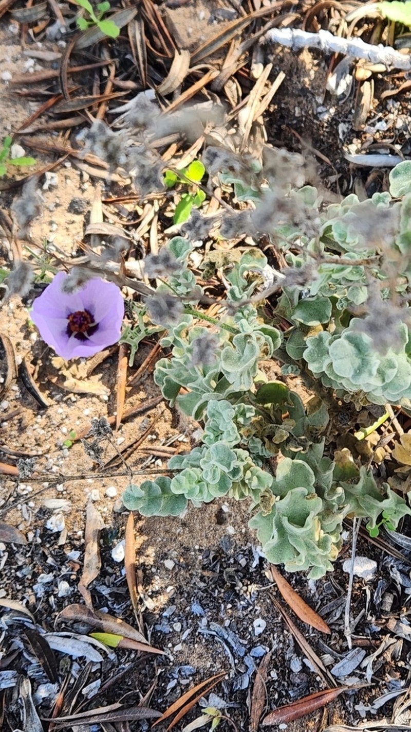 Sphaeralcea obtusiloba photo 2