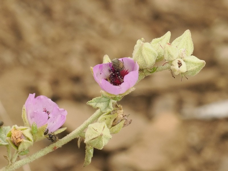Sphaeralcea obtusiloba photo 3