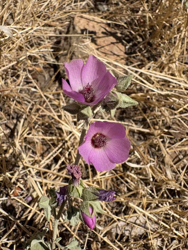 Sphaeralcea obtusiloba photo 4