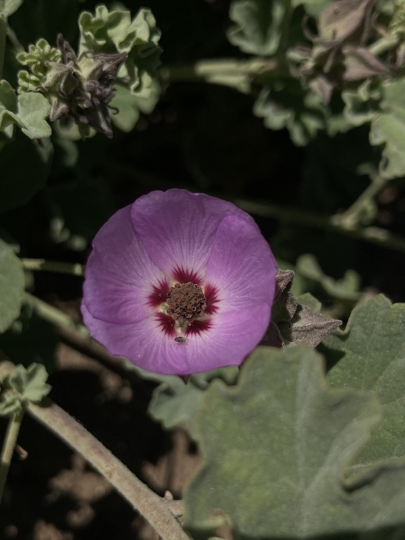 Sphaeralcea obtusiloba photo 5