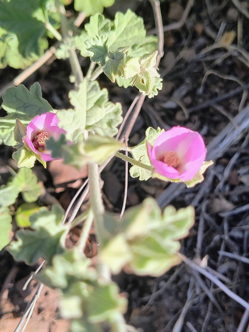 Sphaeralcea obtusiloba photo 6