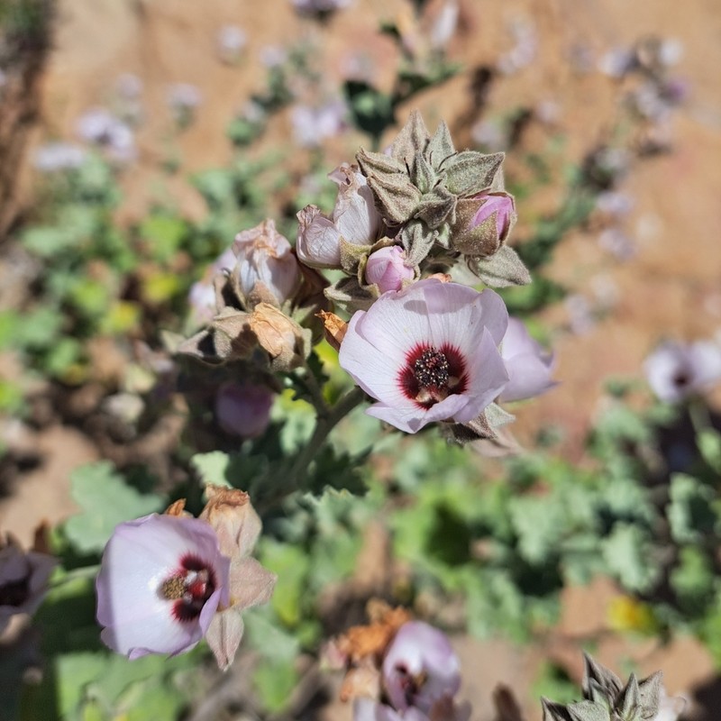Sphaeralcea obtusiloba photo 8