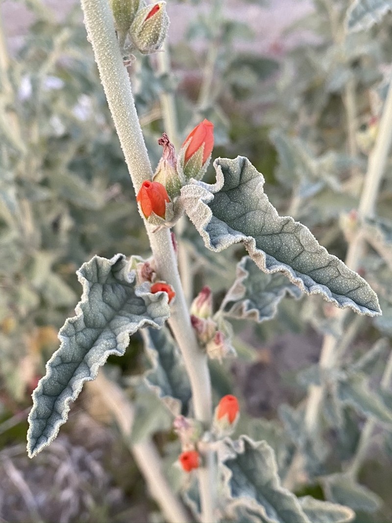Carrizo Creek Globemallow photo 2