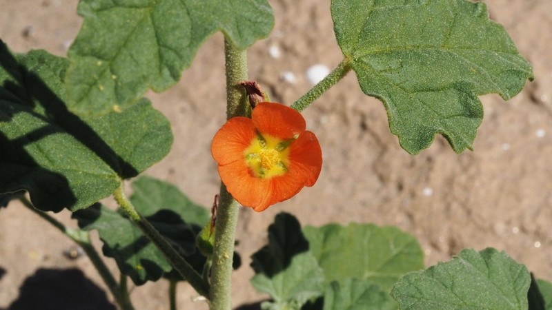 Carrizo Creek Globemallow photo 3