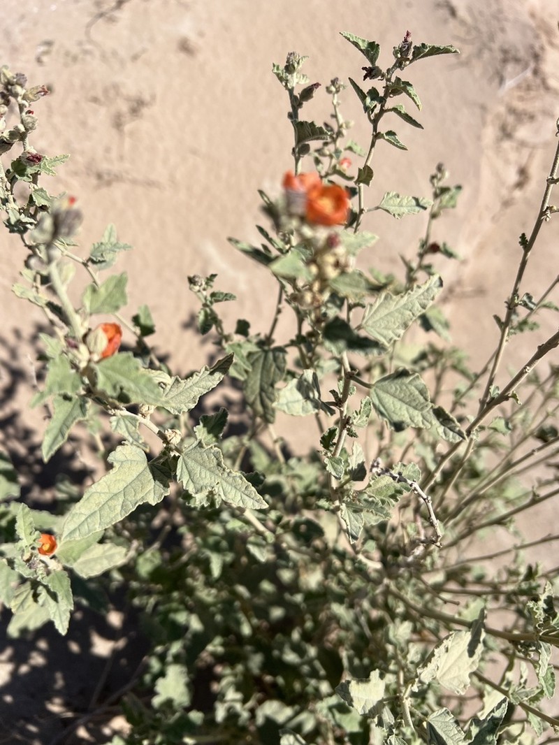 Carrizo Creek Globemallow photo 4