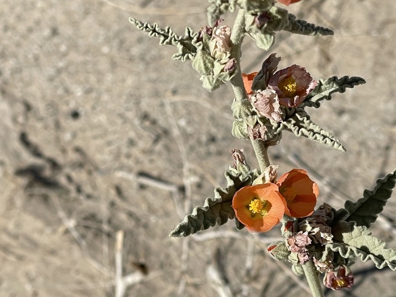 Carrizo Creek Globemallow photo 5