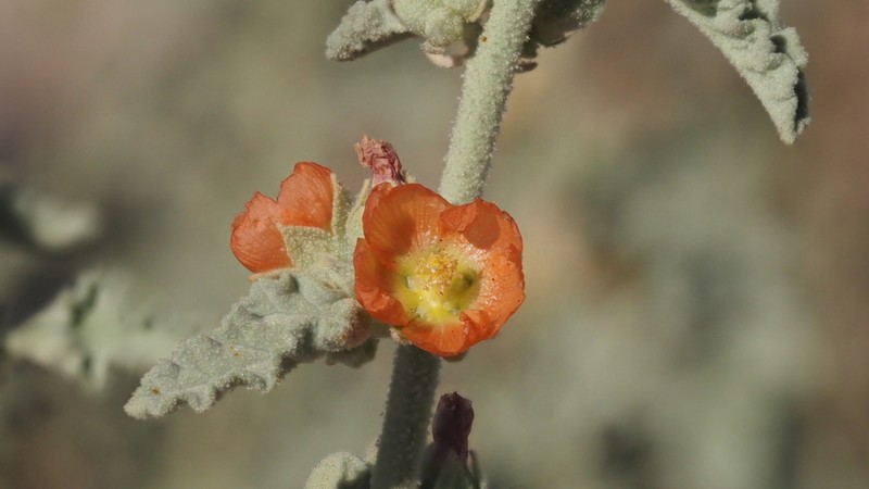 Carrizo Creek Globemallow photo 6