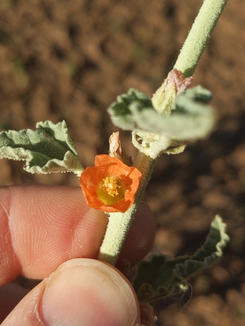 Carrizo Creek Globemallow photo 7