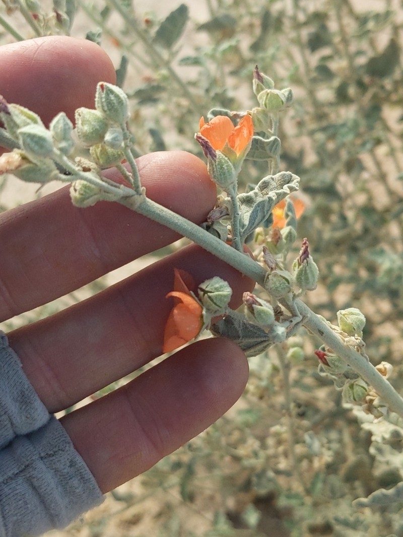 Carrizo Creek Globemallow photo 8