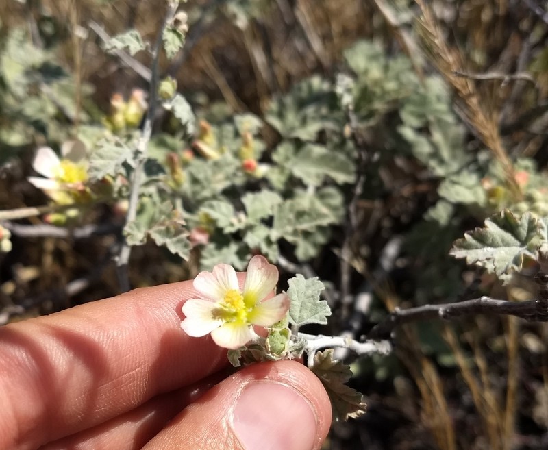 Sphaeralcea palmeri