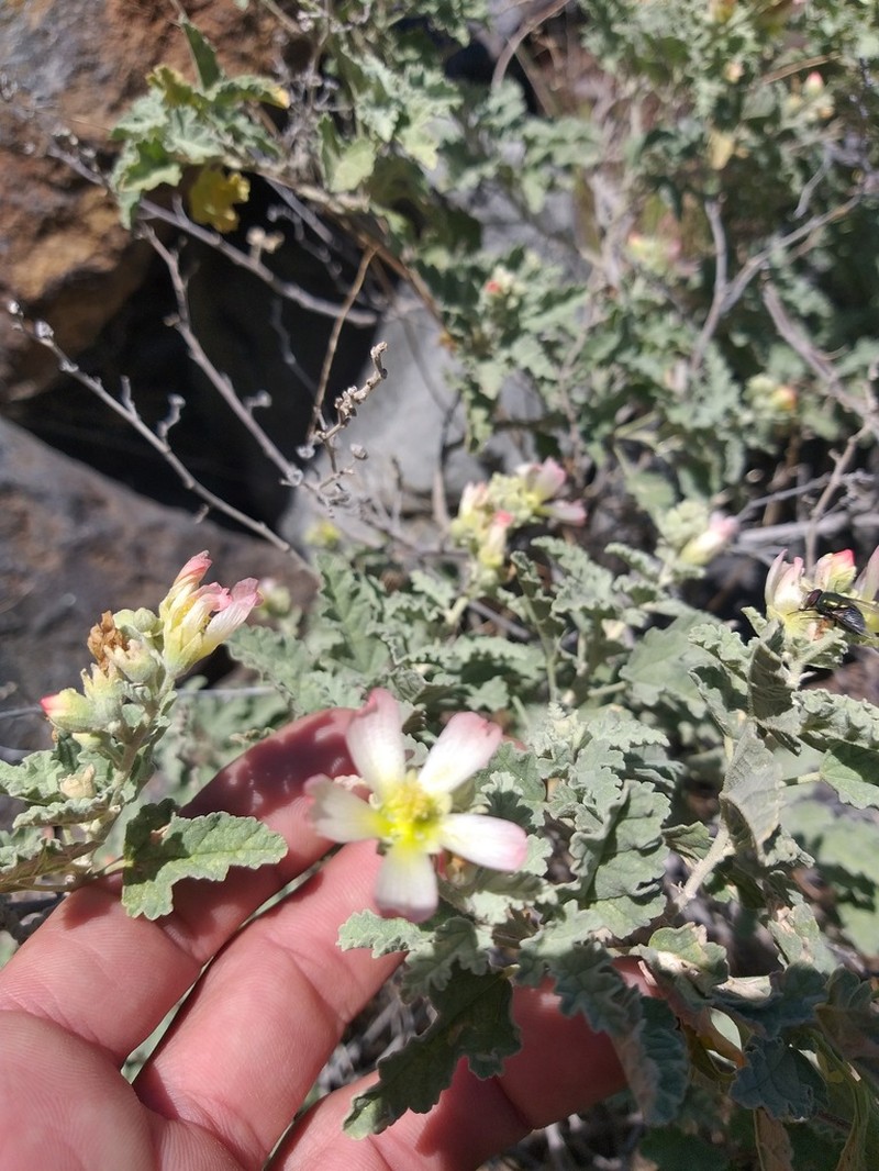 Sphaeralcea palmeri photo 2