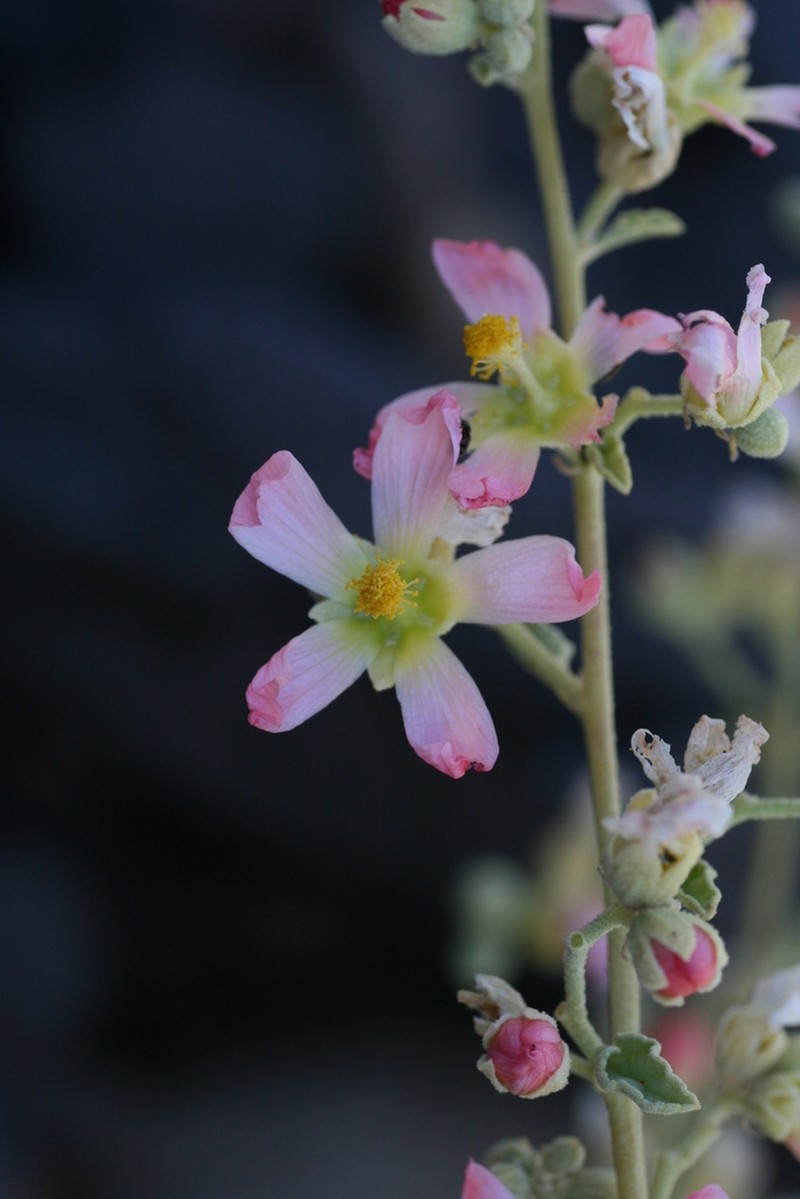 Sphaeralcea palmeri photo 3