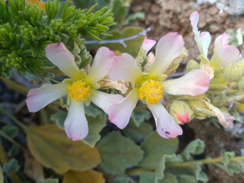 Sphaeralcea palmeri photo 4