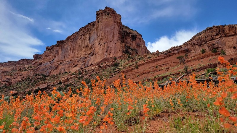 Small-Leaf Globemallow photo 2