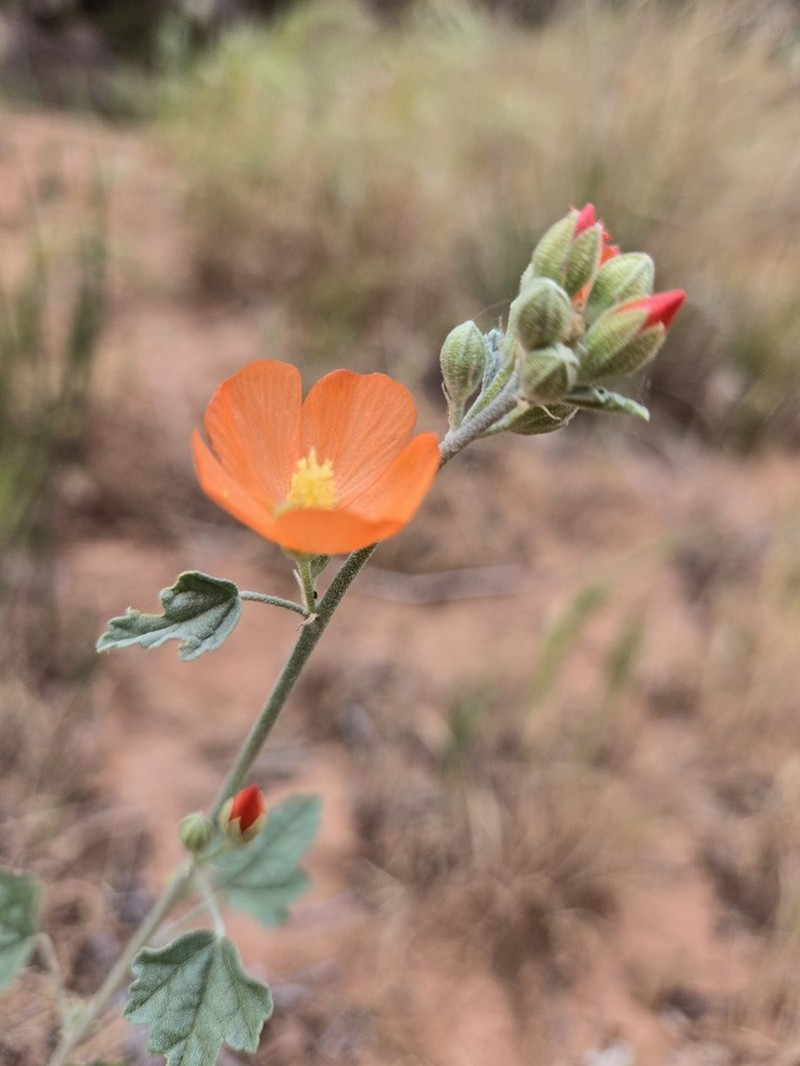Small-Leaf Globemallow photo 3