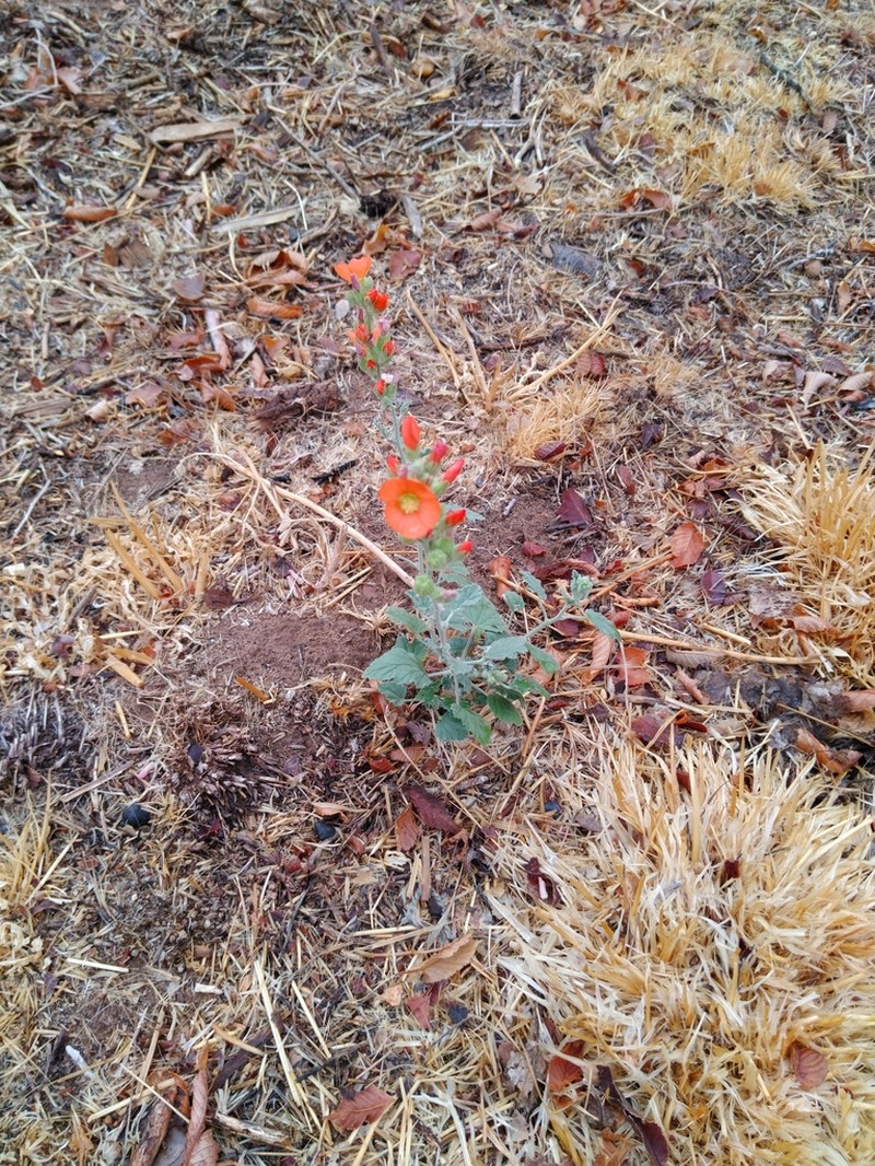 Small-Leaf Globemallow photo 4