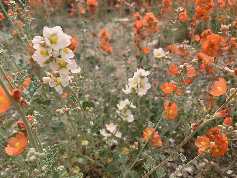 Small-Leaf Globemallow photo 5