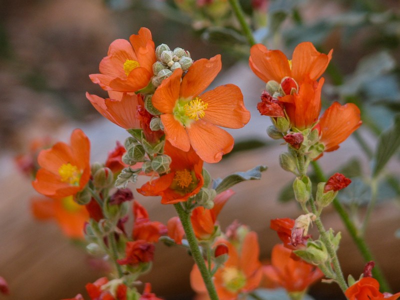 Small-Leaf Globemallow photo 6