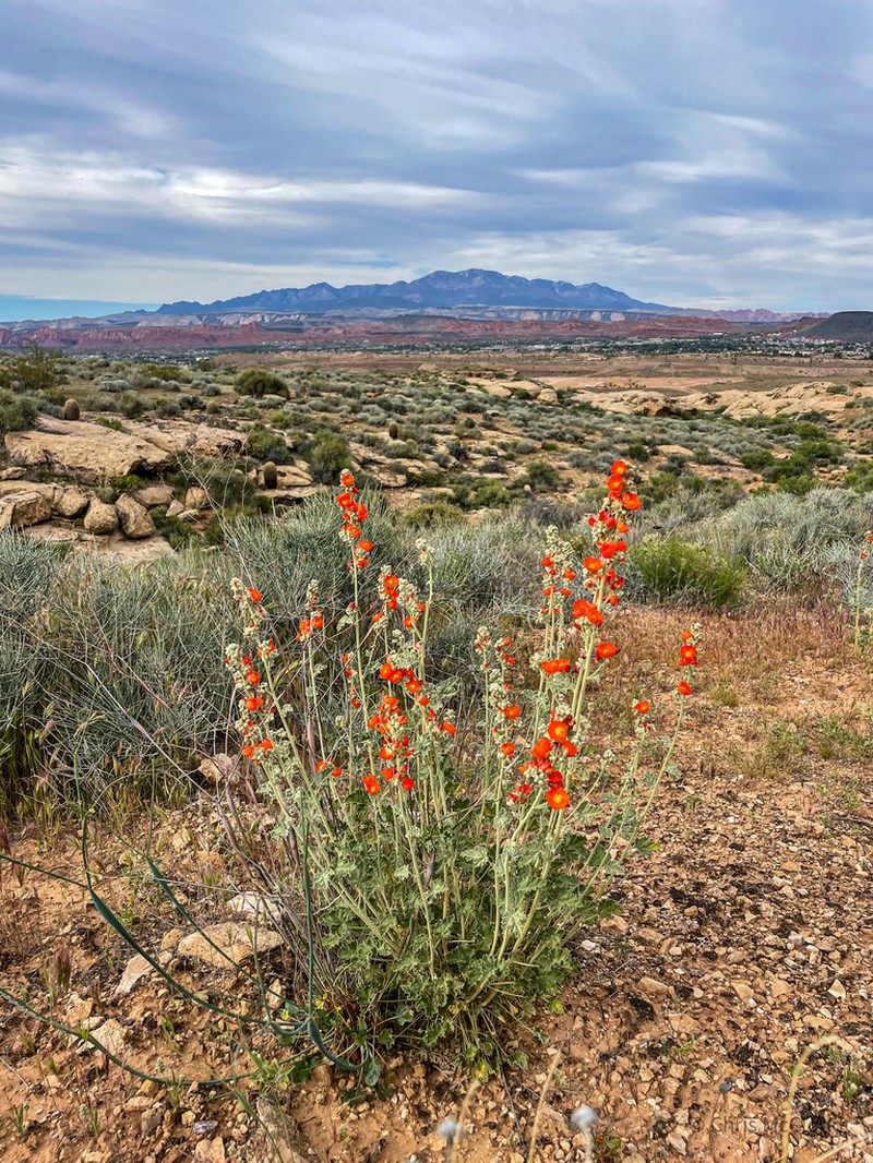 Small-Leaf Globemallow photo 7