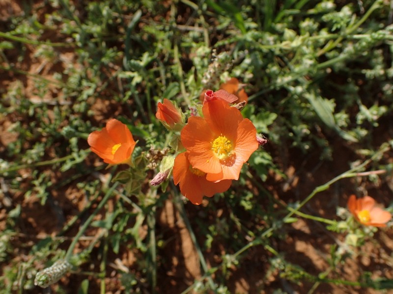 Palmleaf Globemallow
