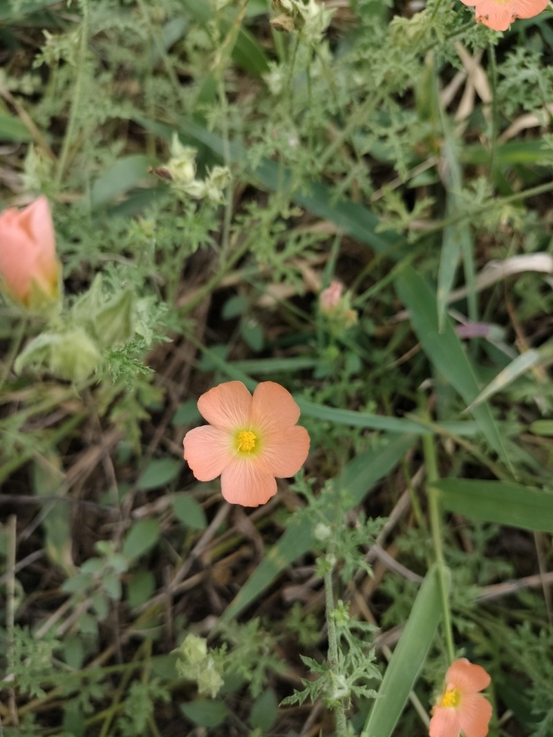 Palmleaf Globemallow photo 2