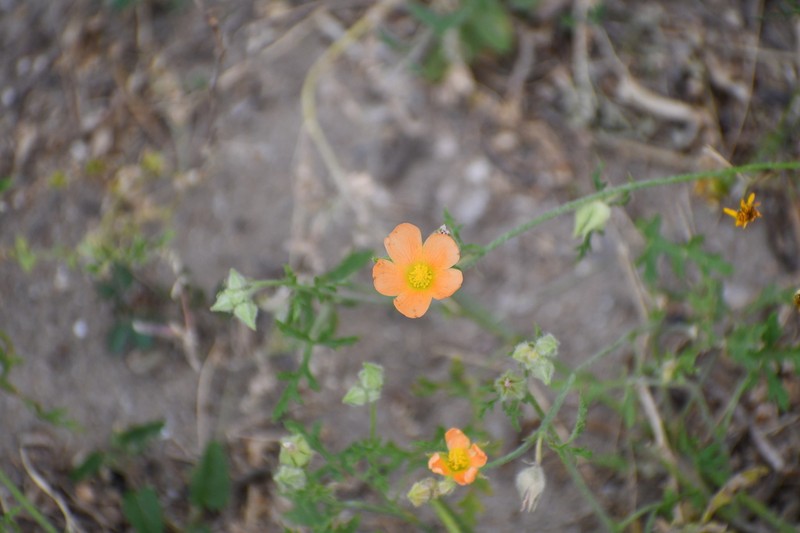 Palmleaf Globemallow photo 3
