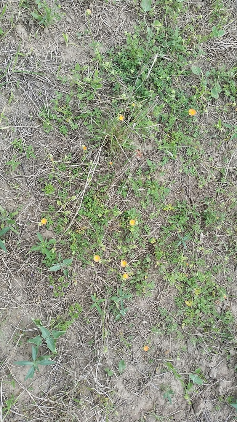 Palmleaf Globemallow photo 4