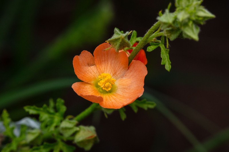 Palmleaf Globemallow photo 5