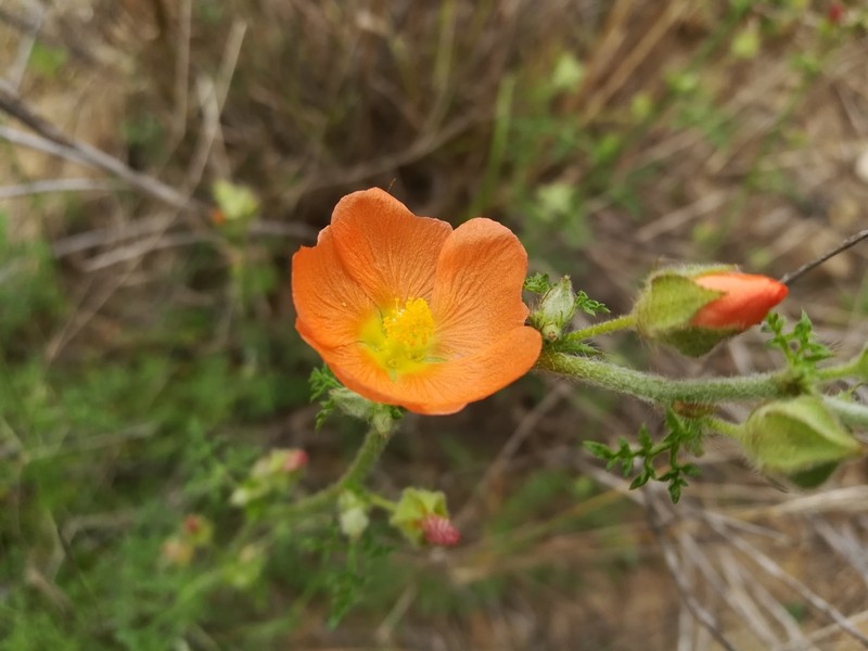 Palmleaf Globemallow photo 6