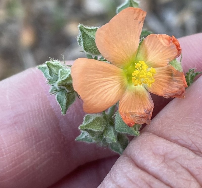 Palmleaf Globemallow photo 7