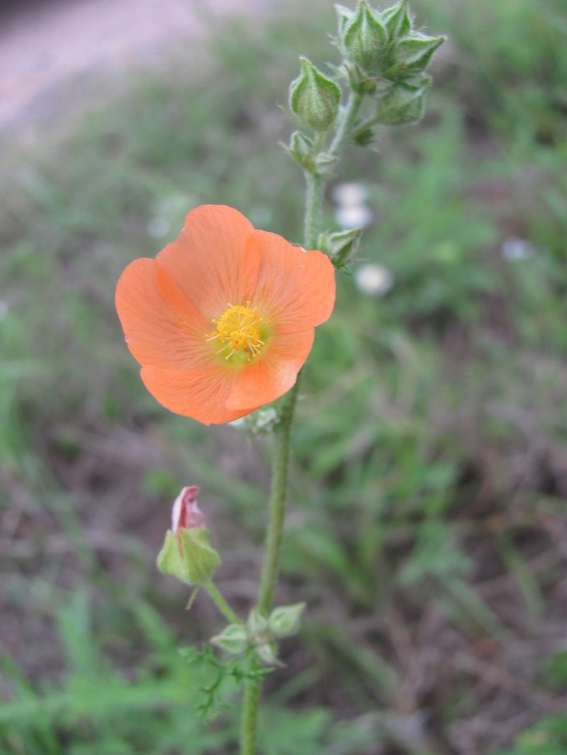 Palmleaf Globemallow photo 8