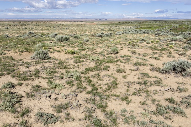 Palmleaf Globemallow