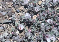 Sphaeralcea philippiana