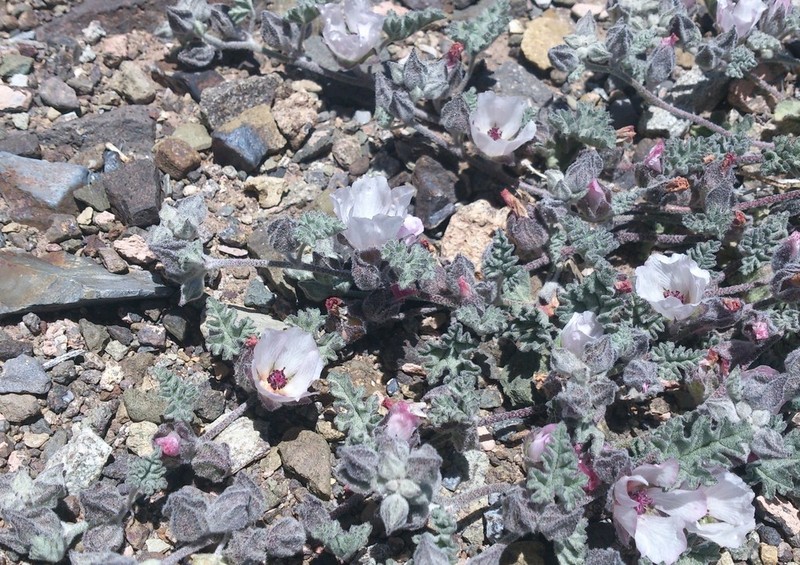 Sphaeralcea philippiana