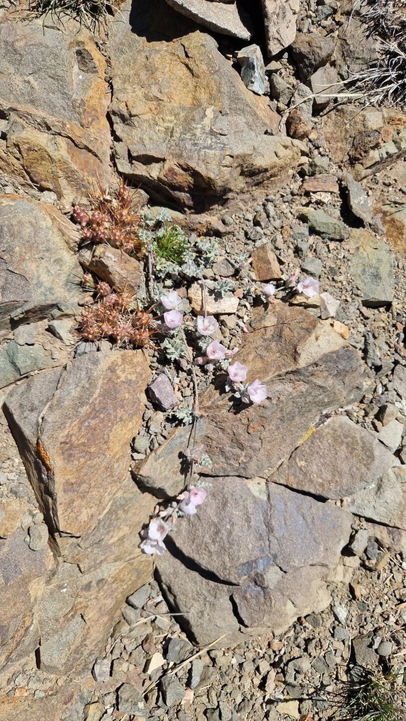 Sphaeralcea philippiana photo 2