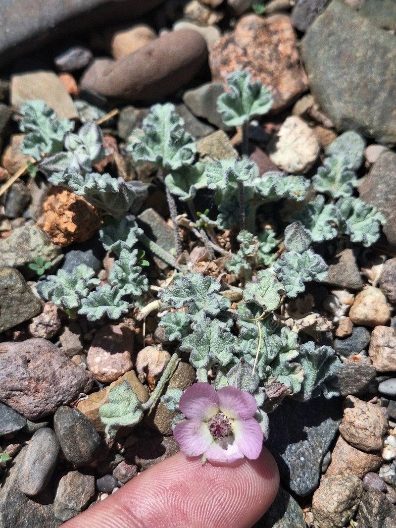 Sphaeralcea philippiana photo 3