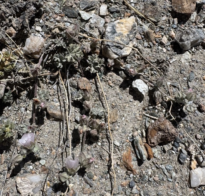 Sphaeralcea philippiana photo 4