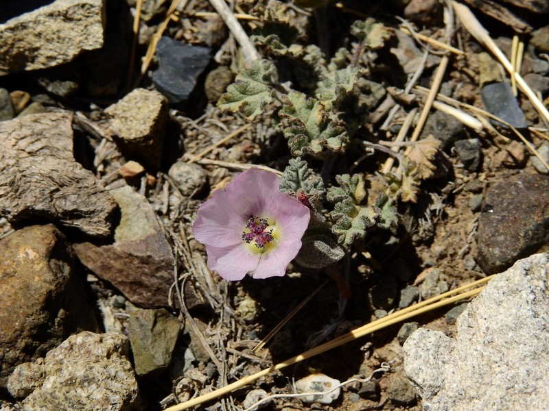 Sphaeralcea philippiana photo 6