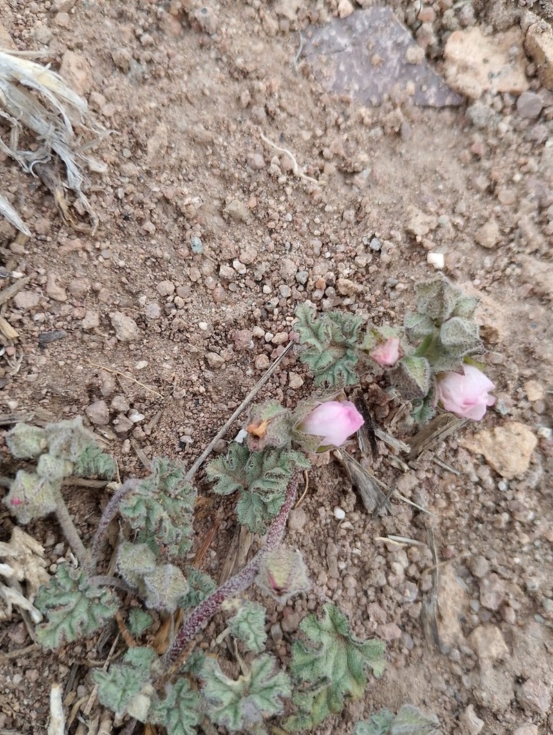 Sphaeralcea philippiana photo 7