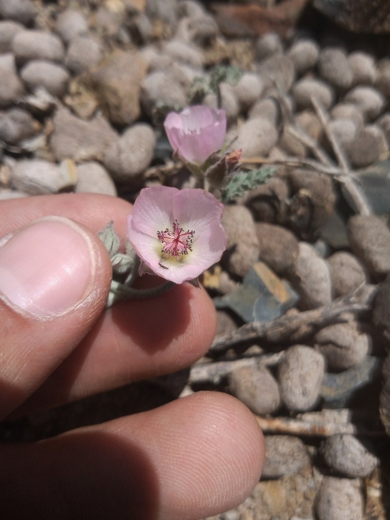 Sphaeralcea philippiana photo 8