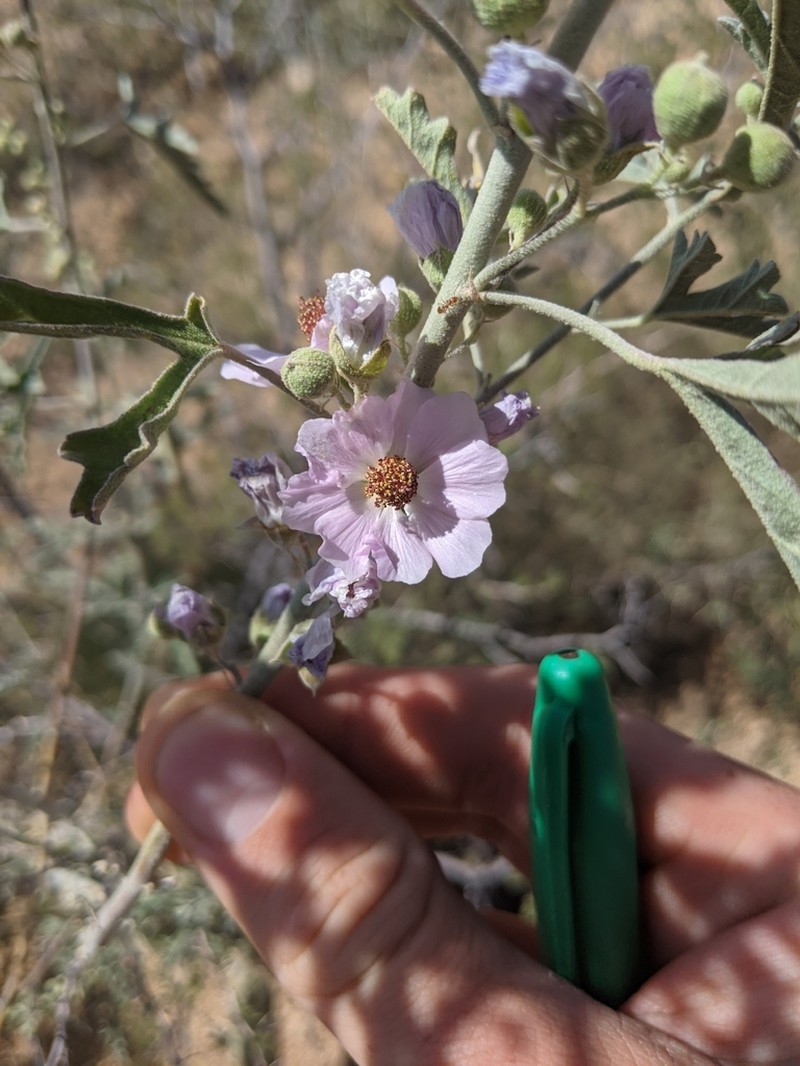 Hot Springs Globemallow