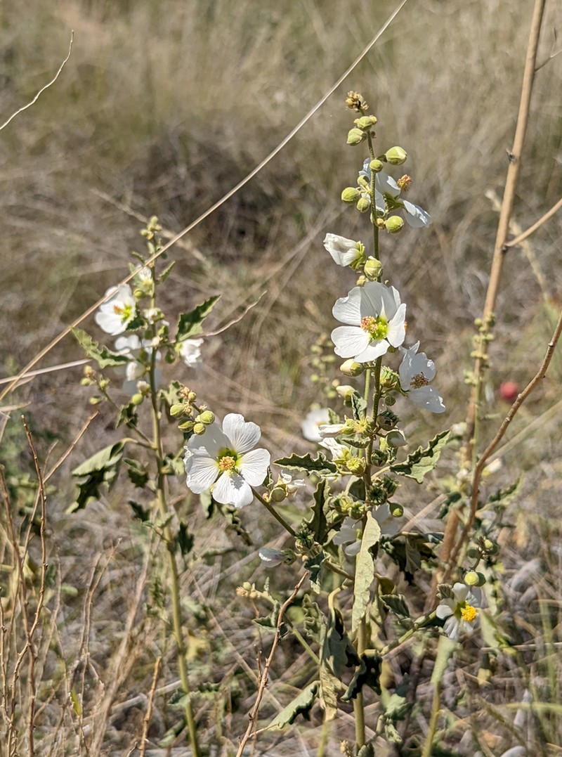 Hot Springs Globemallow photo 2