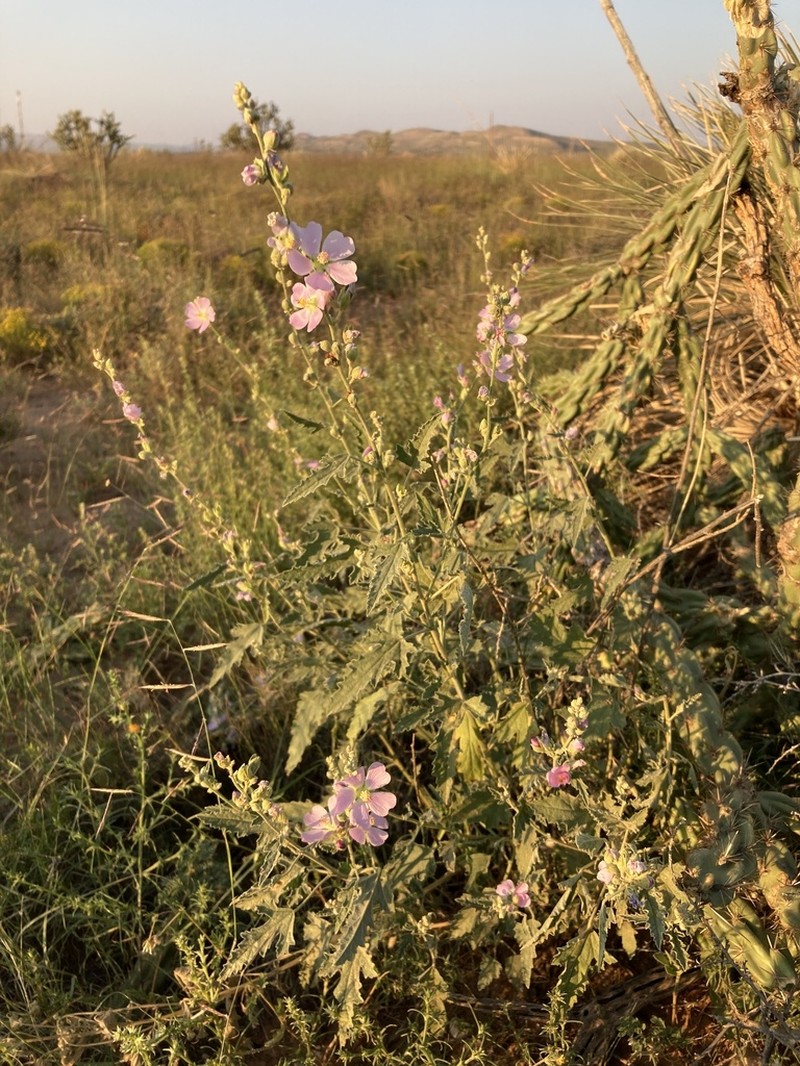 Hot Springs Globemallow photo 3