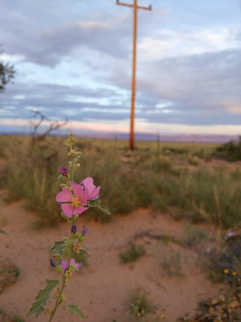 Hot Springs Globemallow photo 4