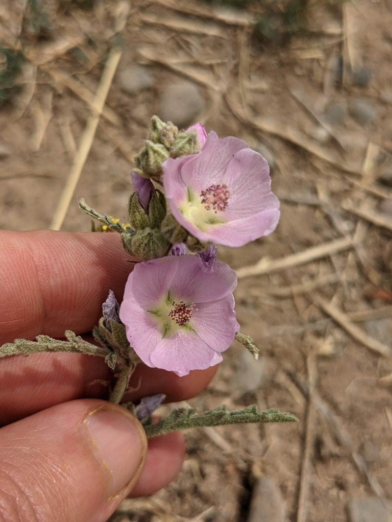 Hot Springs Globemallow photo 5