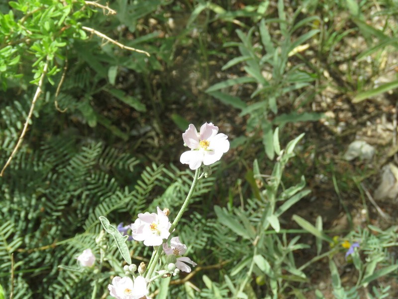 Hot Springs Globemallow photo 6