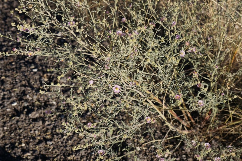 Hot Springs Globemallow photo 7