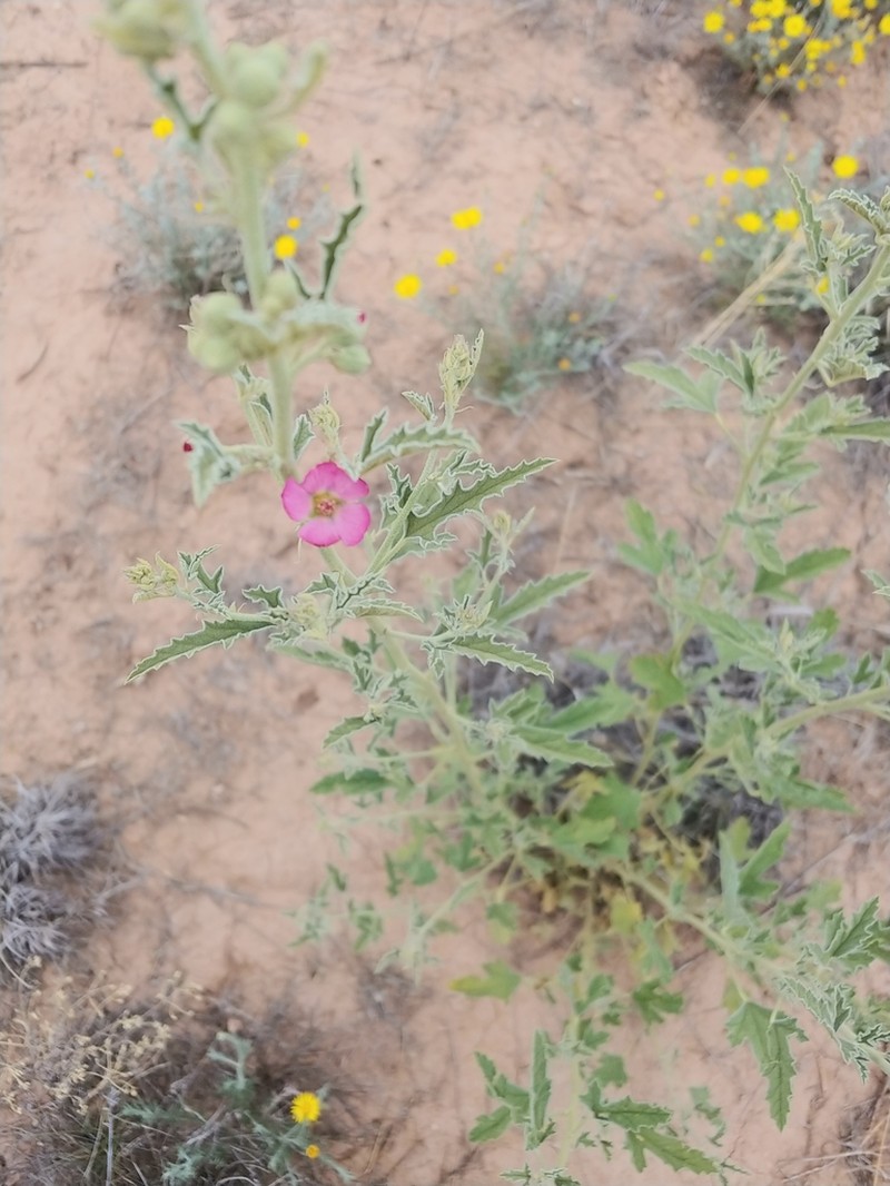 Hot Springs Globemallow photo 8